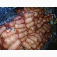 Продам тикву баттернат