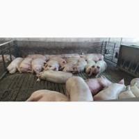 Продаж свиней живою вагою Доставка від 5ти голів