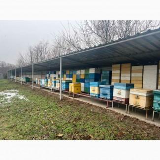 Продам свою пасеку, пчелосемьи, с вагончиком