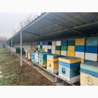 Продам свою пасеку, пчелосемьи, с вагончиком