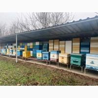 Продам свою пасеку, пчелосемьи, с вагончиком