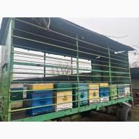 Продам свою пасеку, пчелосемьи, с вагончиком