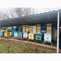 Продам свою пасеку, пчелосемьи, с вагончиком