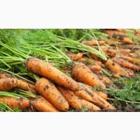 Продам морковь