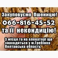 Закуповуємо пшеницю 2, 3, 4 клас! На постійній основі! Конкурентні Ціни