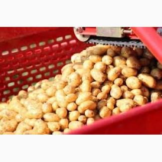 Картопля для посадки у Вінниці та області. Рів’єра, Коннект, Гранада з високою врожайністю