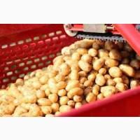 Картопля для посадки у Вінниці та області. Рів’єра, Коннект, Гранада з високою врожайністю