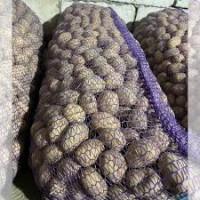 Продам насіннєву картоплю сорту Арізона, оптом від 20 тонн, 2 і 3 репродукції