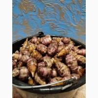 Продам топінамбур дикорос