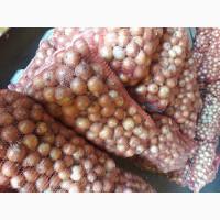 Цибуля на ЗЕЛЕНЬ