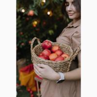 Куплю яблука