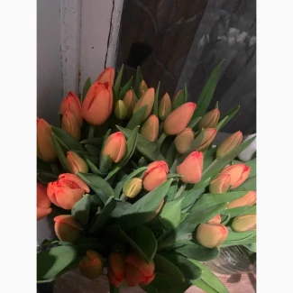 Живые свежие красивые тюльпаны к 8 Марта. Опт доставка
