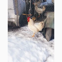 Інкубаційні яйця курей породи Леггорн білий