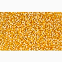 Закуповуємо кукурудзу