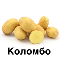Насіннева картопля від виробника 1, 2 репродукція