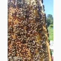 Продам бджолопакети