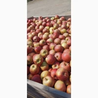 Продам яблука сорту Гала гуртом. Акція 12 грн