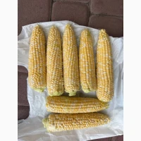 Продам солодку кукурудзу від виробника