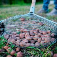 Рол-горіхозбірник для збору волоського горіха