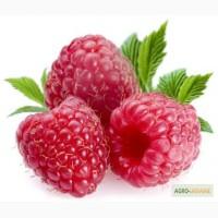 Малину куплю для виробництва