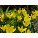 Зефирантес Желтый Citrina, Розовый Robusta, Белый Candida
