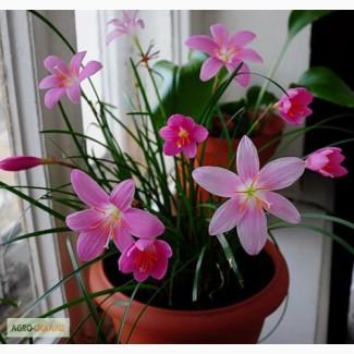 Зефирантес Желтый Citrina, Розовый Robusta, Белый Candida