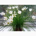 Зефирантес Желтый Citrina, Розовый Robusta, Белый Candida