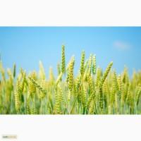 Продам муку пшеничную высший и первый сорт, отруби, покупаем пшеницу 2-3 класс