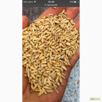 Продам Тритикал
