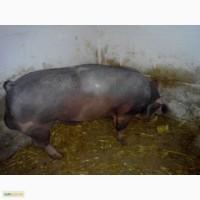 Продам кнура породи пьєтрен