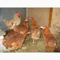Продам яйца домашних кур, Хмельницкий