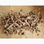 Панты марала консервированные рога