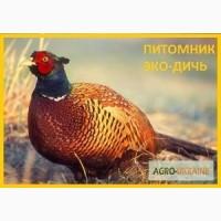 Фазан охотничий суточный и молодняк