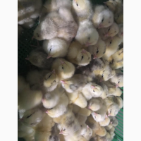Продам суточні циплята породи Мастер Грізбар