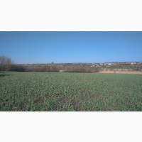 Продам чеснок на посадку Любаша 2025 ВІДПРАВКА НОВОЮ ПОЧТОЮ