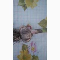 Продам чеснок на посадку Любаша 2025 ВІДПРАВКА НОВОЮ ПОЧТОЮ