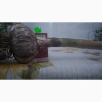 Продам чеснок на посадку Любаша 2025 ВІДПРАВКА НОВОЮ ПОЧТОЮ