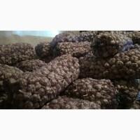 Продам чеснок на посадку Любаша 2025 ВІДПРАВКА НОВОЮ ПОЧТОЮ