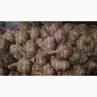 Продам чеснок на посадку Любаша 2025 ВІДПРАВКА НОВОЮ ПОЧТОЮ