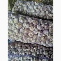 Продам чеснок на посадку Любаша 2025 ВІДПРАВКА НОВОЮ ПОЧТОЮ