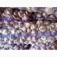 Продам чеснок на посадку Любаша 2025 ВІДПРАВКА НОВОЮ ПОЧТОЮ