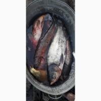 Продам рибу короп, толстолоб, карась оптом