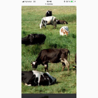 Продам дойных коров