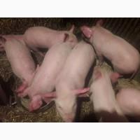 Продам поросята схрещена біла Українська з мастером