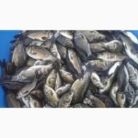 Продам зарибок (мальок) коропа