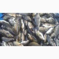Продам зарибок (мальок) коропа