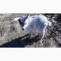 Продам козликов зааненских