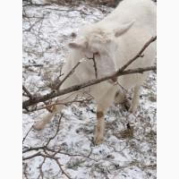 Продам козликов зааненских