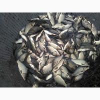 Продам річняк карпа