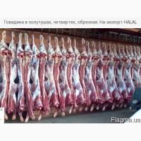 Мясо говядина на экспорт туши, полутуши HALAL
